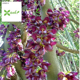 Hoa leo Huyết long 10 hạt