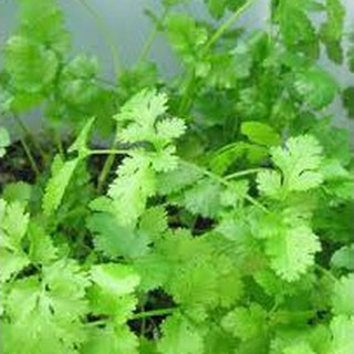 20gram HẠT GIỐNG RAU MÙI (NGÒ)