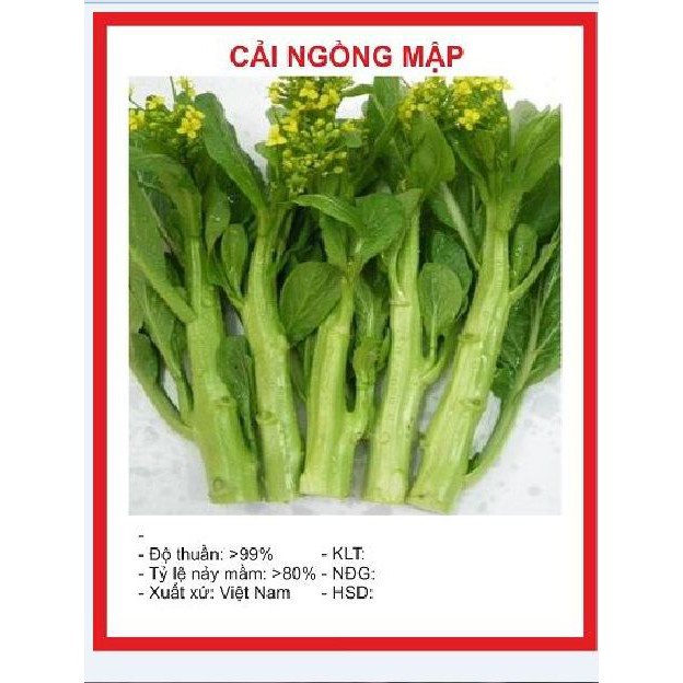Gói hạt giống cải ngồng mập xanh