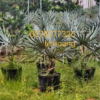 Kè bạc cây giống