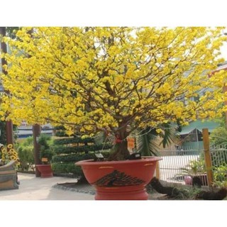 sản phẩm HOA MAI VÀNG SIÊU HÓT