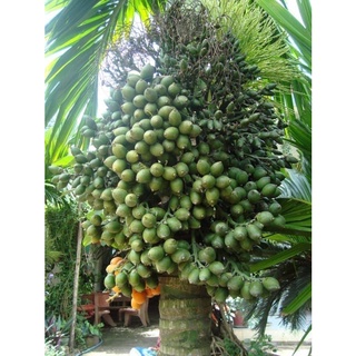 Cây giống cau lùn tứ quý