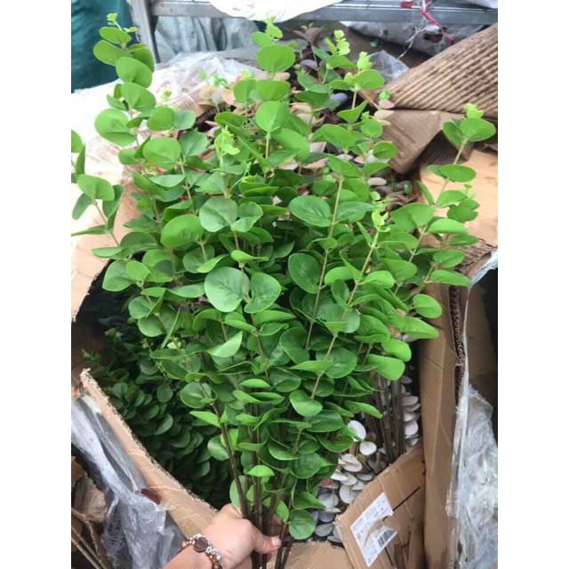 Cành lá táo điểm nhiều màu
