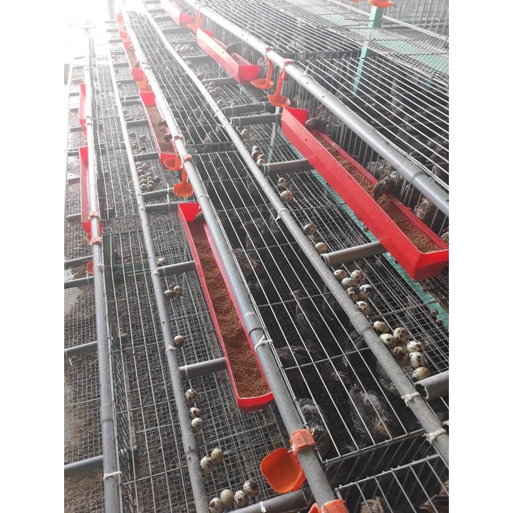 Máng ăn cho gà, chim nuôi lồng