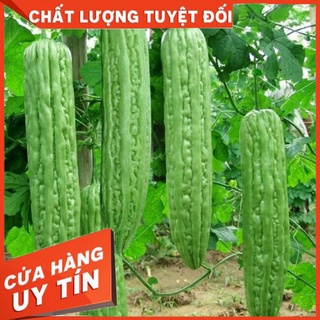 Freeship 99k TQ_HẠT GIỐNG MƯỚP ĐẮNG KHỔNG LỒ