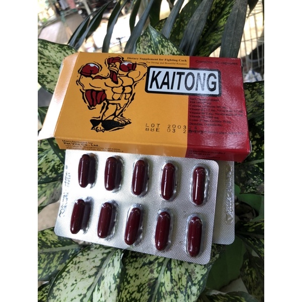 Kaitong dành cho gà chọi