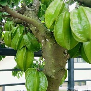 Hạt giống khế chua - 1 gói 5 hạt