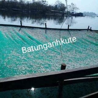 Cá khô lạt hồ Sê san