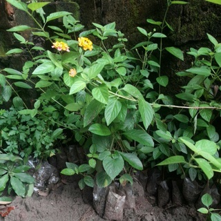 Cây hoa ngũ sắc