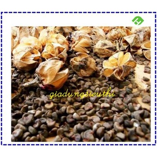 Hạt giống hoa bụp giấm - hoa atiso đỏ 1gr