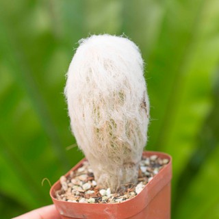 Xương rồng trụ bà lão 10-15cm - Vườn sen đá