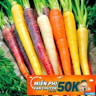 100 Hạt giống Cà rốt nhiều màu (tặng gói kích nẩy mầm và hướng dẫn) LuckyseadTG