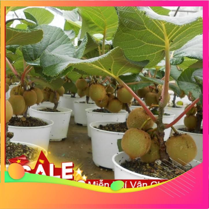 Hạt Giống Cây Kiwi - 30 Hạt VIETGAR