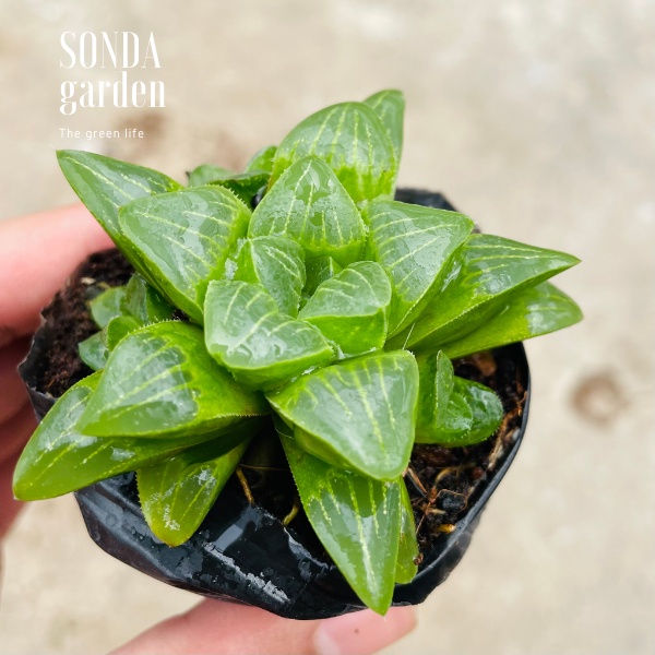 Sen đá guốc haworthia SONDA GARDEN size bé 5-7cm, xuất xứ Đà Lạt, khoẻ đẹp, lỗi 1 đổi 1đổi 1