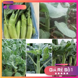 Hạt giống cài ngồng làn cai cai - HGNK
