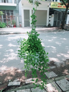 Cây hạt dưa treo