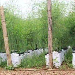 Cây giống măng tây