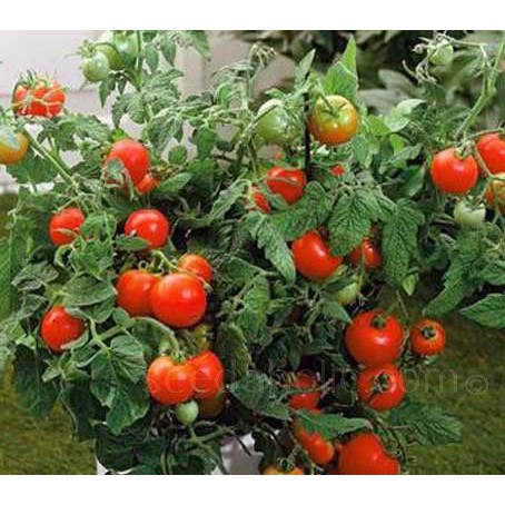 5h Hạt Giống Cà Chua Lâu Năm Lùn House