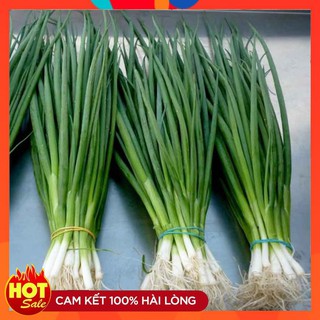 COMBO 02 gói hạt giống hành hoa xanh gia vị thơm ngon