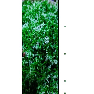 Cỏ điểm 🍀🍀🍀🍀🍀