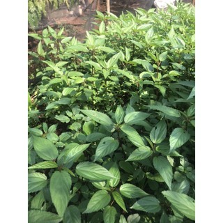 10 cây rau đay con làm giống