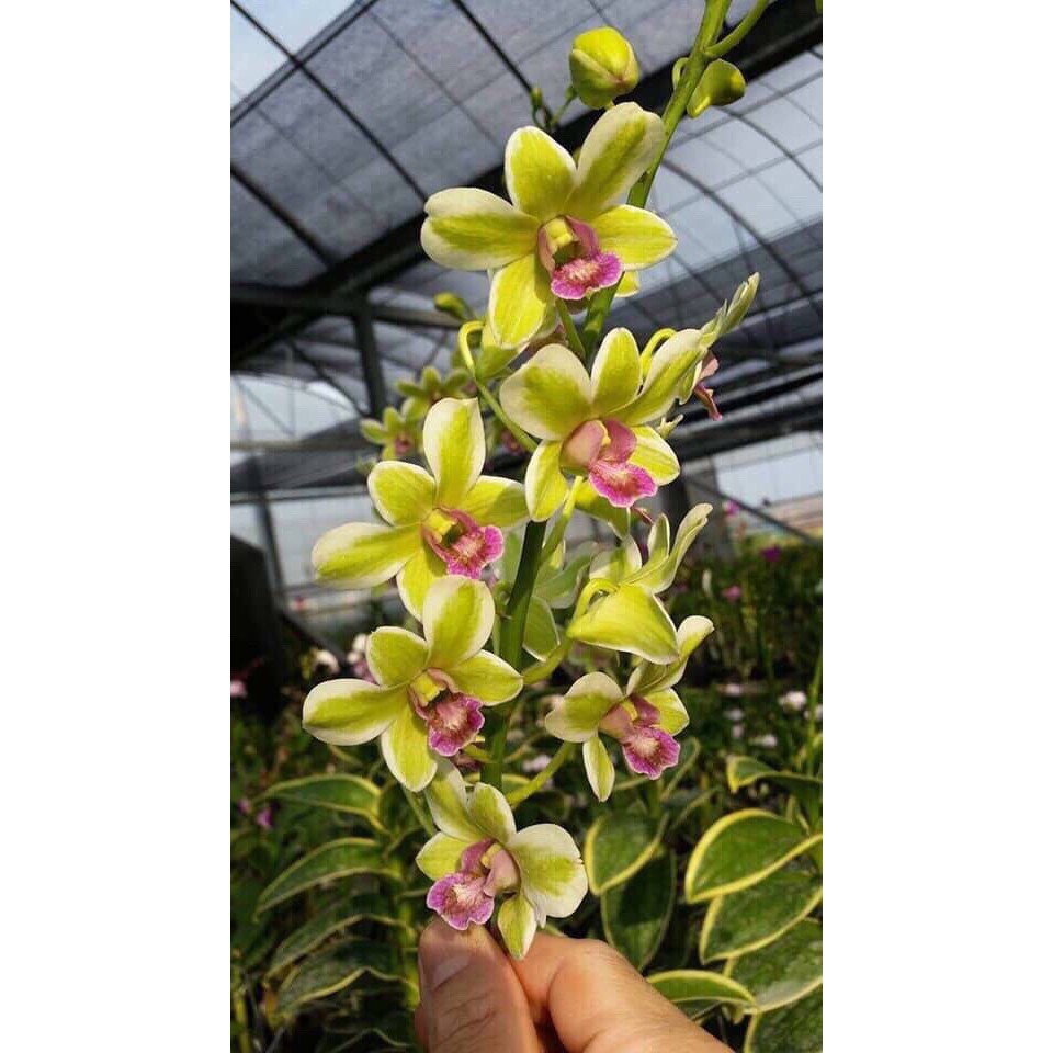 Dendro đột biến - dòng dendro nắng thơm phát tài - Rau&Hoa Shop