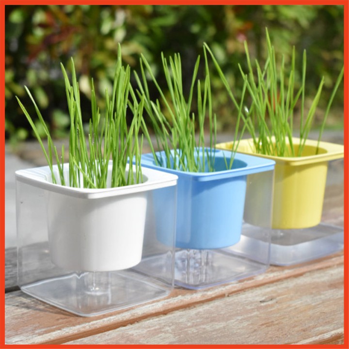 [Deal Hot] Bộ trồng cỏ mèo thủy canh siêu dễ thương, đơn giản, lúa mạch