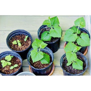 Phân bón trùn quế hữu cơ nguyên chất bổ sung dinh dưỡng cải tạo đất cây trồng