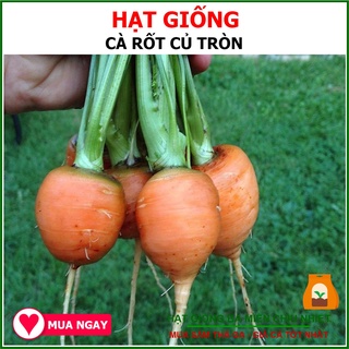 2 Gram Hạt Giống Cà Rốt Củ Tròn Rạng Đông