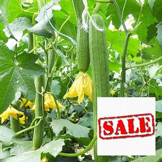 Hat giống mướp hương 10 hạt sale