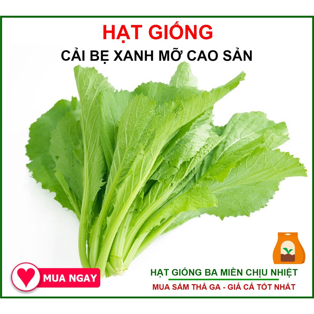 [GIỐNG CHỊU NHIỆT] 50G - Hạt Giống Cải Bẹ Xanh Mỡ