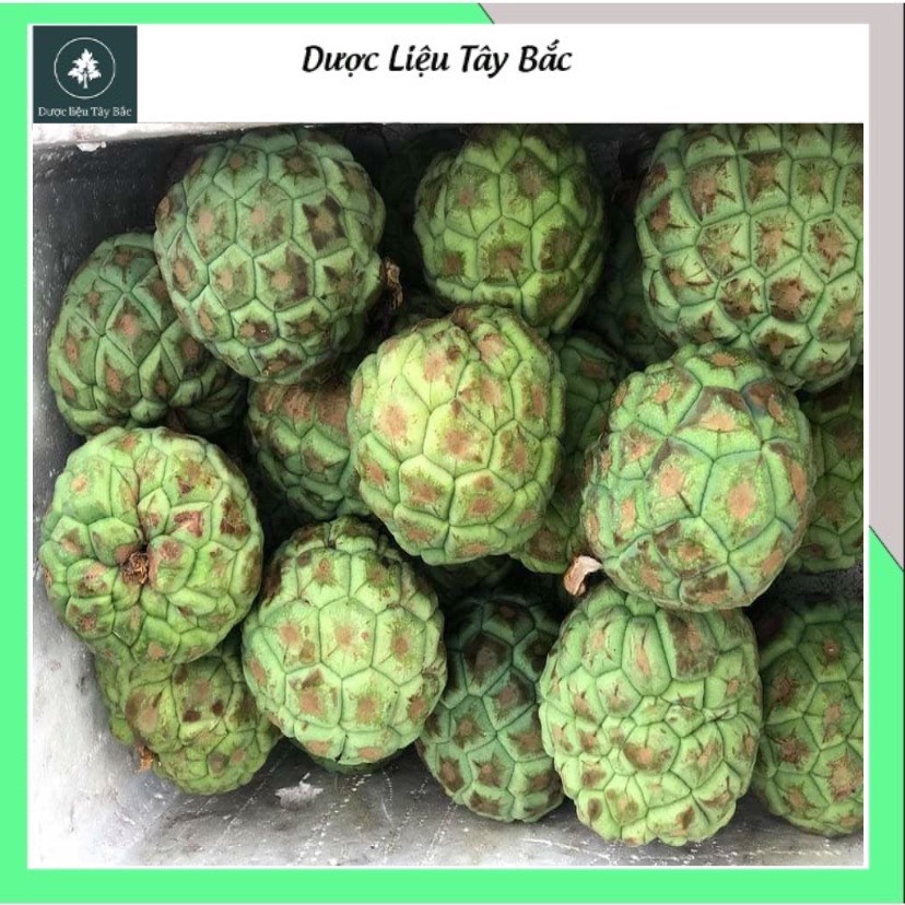 Na Rừng Tây Bắc Khô 1kg hàng chuẩn loại 1 Dược Liệu Tây Bắc