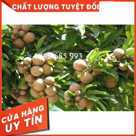 Hồng Xiêm Xoài - Hồng Xiêm Xuân Đỉnh (Sapôchê) giống ghép chỉ 1 năm ra quả