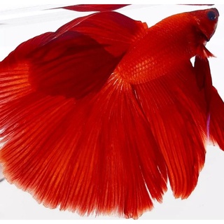 Image of Hm super red jumbo size L pria