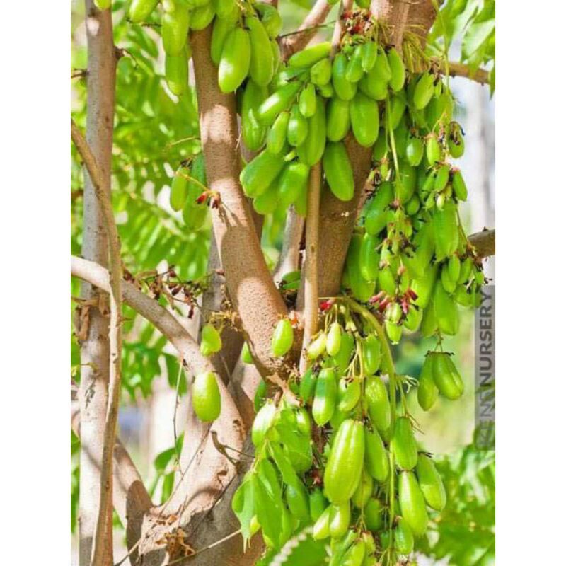 Cây khế tàu, khế Tây