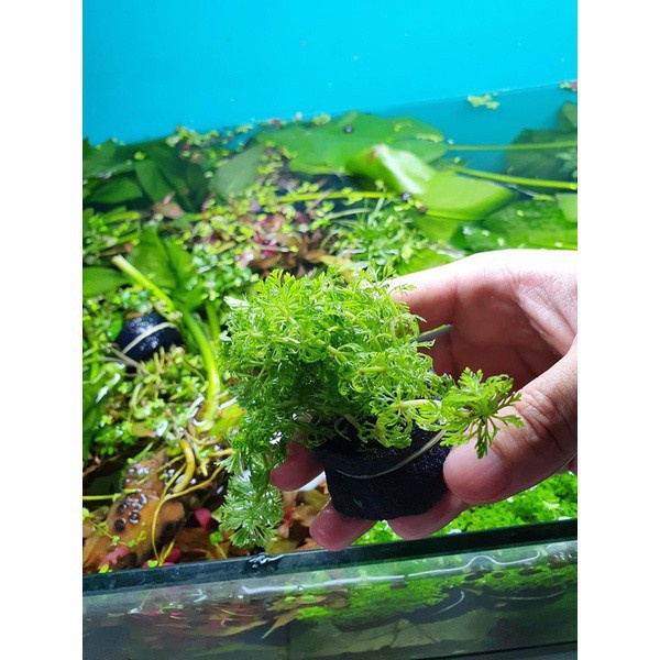 Cây thủy sinh Cắt Cắm Lá cạn (1 bó từ 10-30 ngọn) Cây thủy sinh dễ trồng