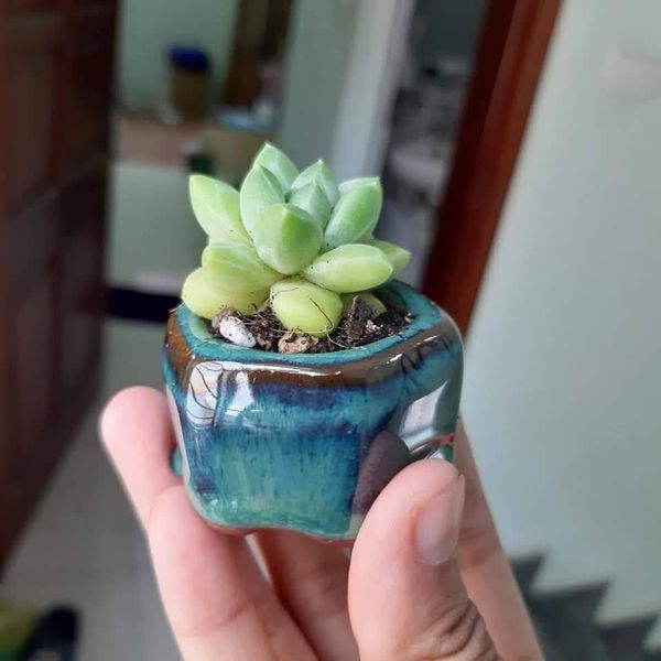 Chậu đất nung trồng sen đá và xương rồng trang trí nhà, văn phòng vá bàn làm việc  [nếu còn