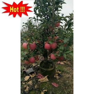 Hạt giống Táo Đỏ Lùn (15 hạt)