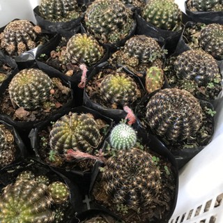 Xương rồng Black lobivia