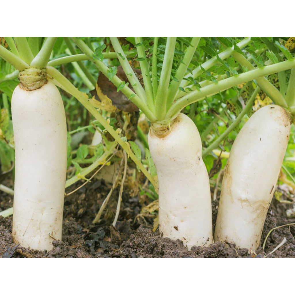 Hạt giống củ cải trắng HN 20gr