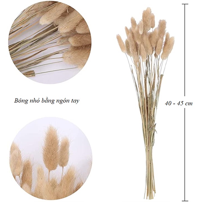 ⚡Bó 50, 10 Bông⚡ Hoa Khô Lagurus Bunny Tails Vintage🌸BÔNG CỎ ĐUÔI THỎ/ CỎ LAU MỸ 🌸 Decor, trang trí, phụ kiện chụp ảnh