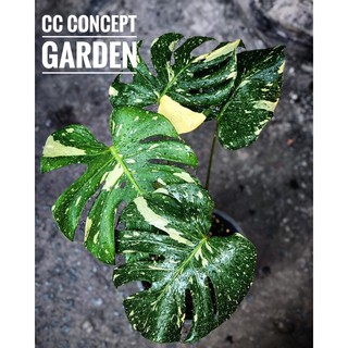 Trầu Bà Nam Mỹ Monstera - Dòng đột biến cao cấp