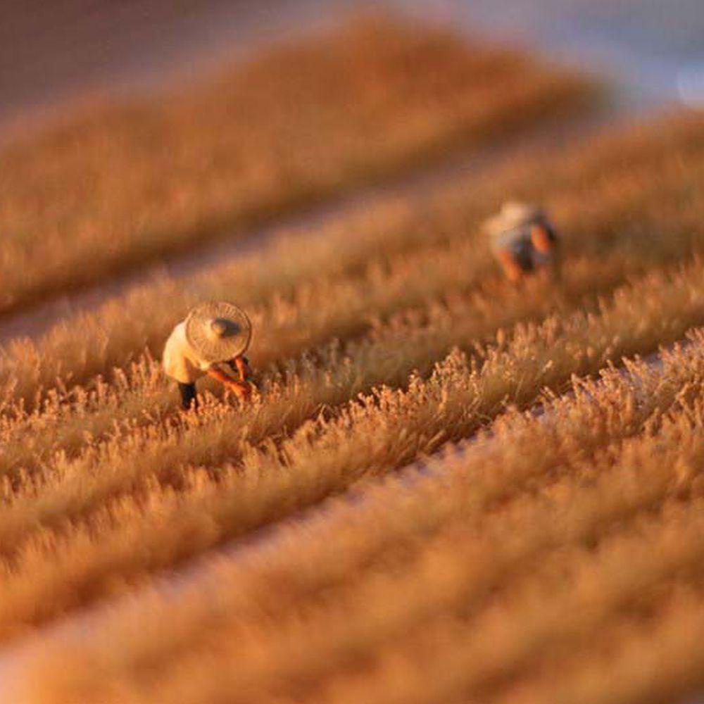 Jane Rice Field Vật Liệu Wargame Bãi Cỏ Tufts Thu Nhỏ Trang Trí Sân Vườn