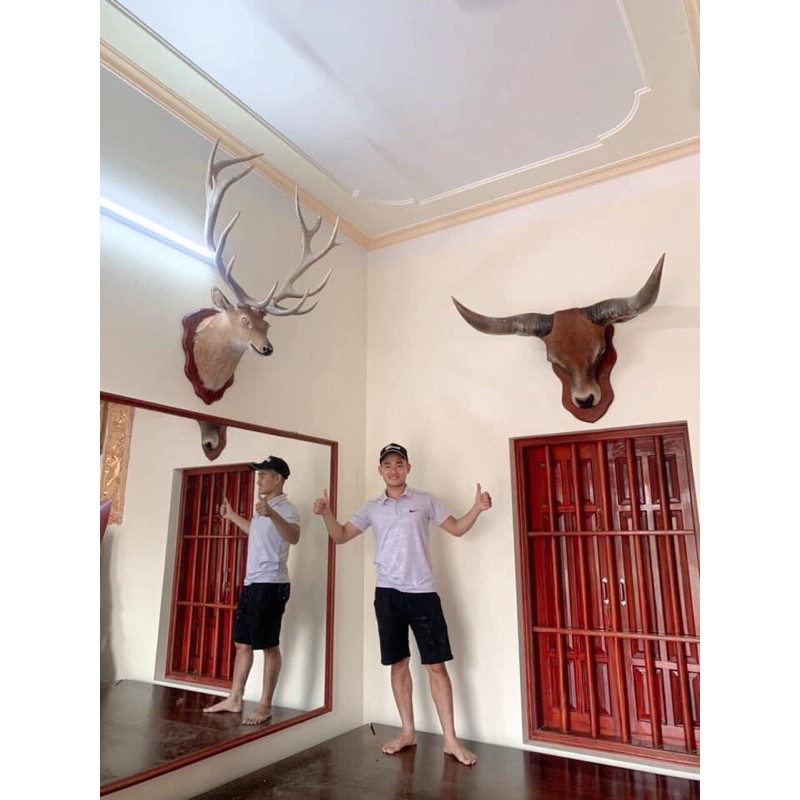Đầu bò treo tường phong thuỷ