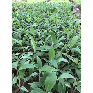 10 cây chuối tây thái lan