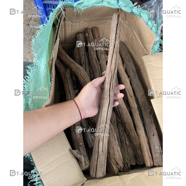 Lũa San Đá Thẳng (1kg) Trang Trí, Setup bể Thuỷ Sinh Phong Cách Rừng