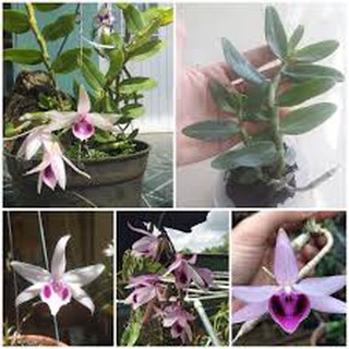 [Cây giống] Giả Hạc Ma Bó - Cây con gieo hạt