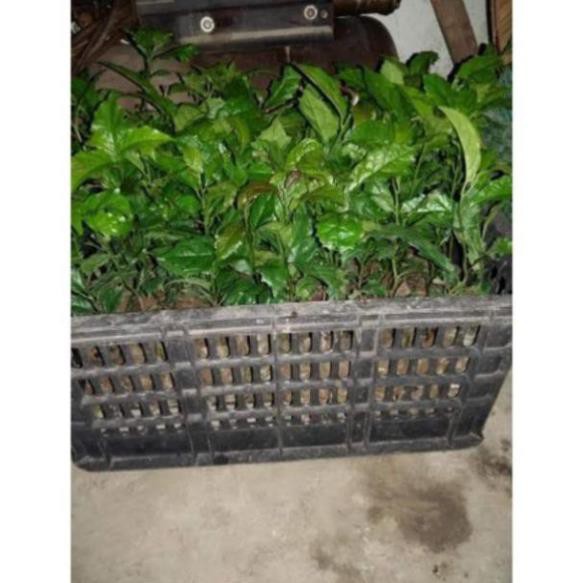 [CHUẨN GIỐNG F1] Cây Xạ Đen