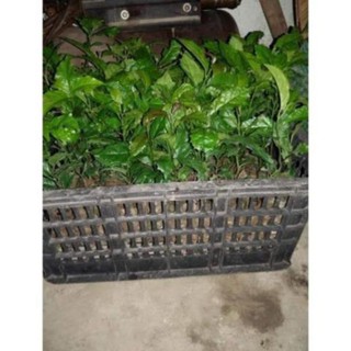 [CHUẨN GIỐNG F1] Cây Xạ Đen
