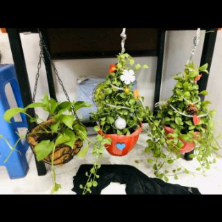 Chậu treo Đô La loại lớn